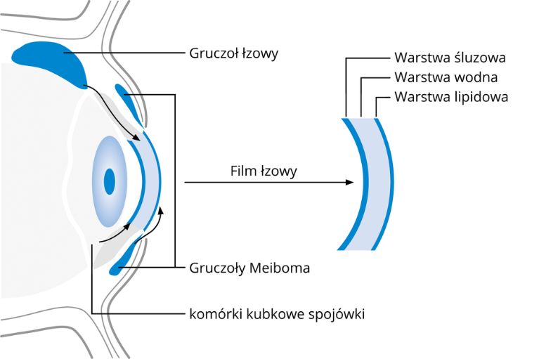 Gruczoły Meiboma